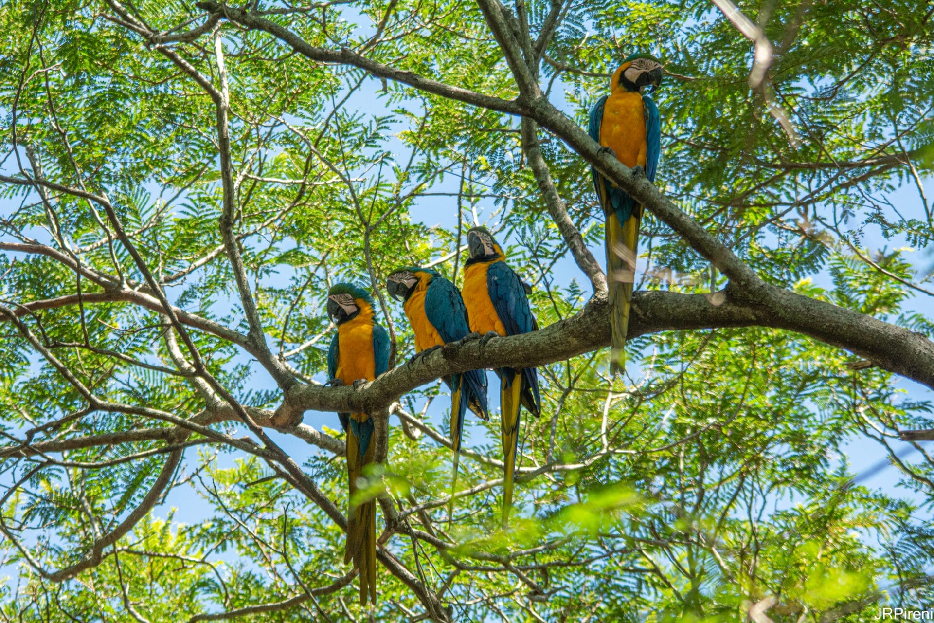 bra_pon_biodiversity_bird_ara_ararauna_202012_j_r_pireni_51324426470_o[1]
